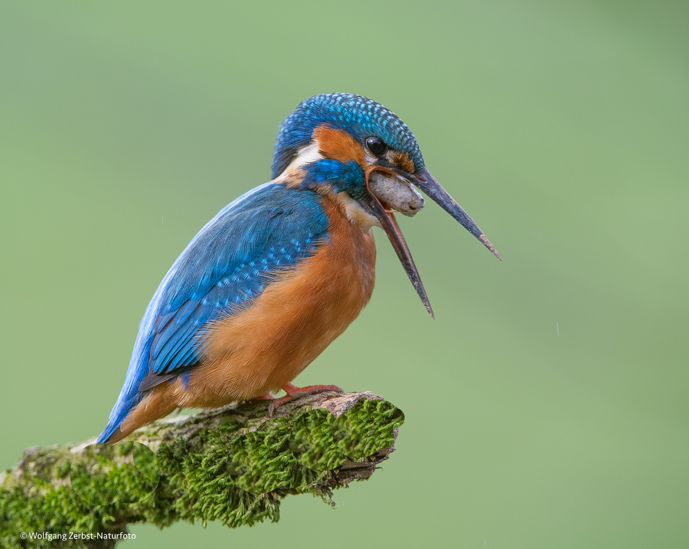 " Eisvogel "