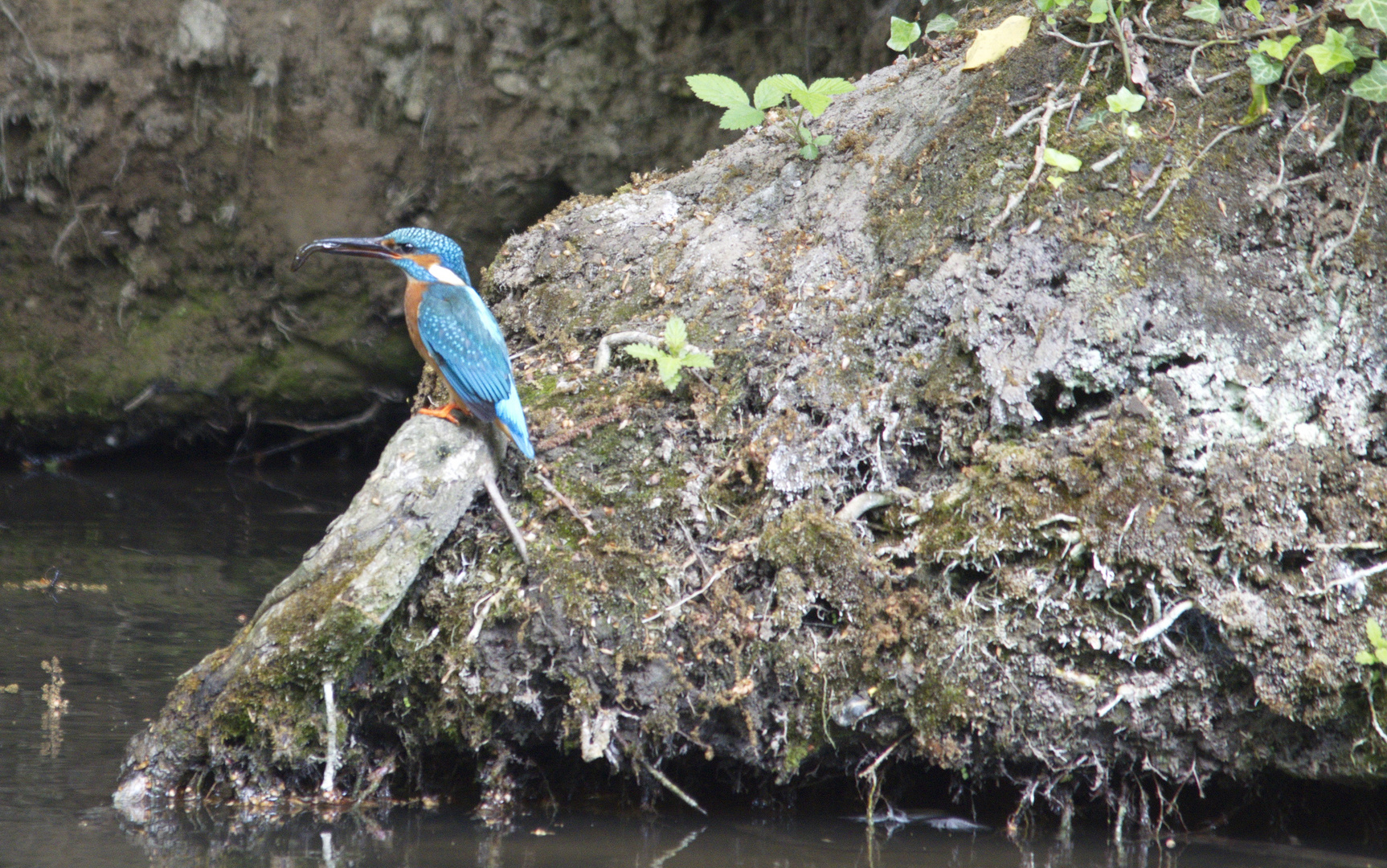 Eisvogel