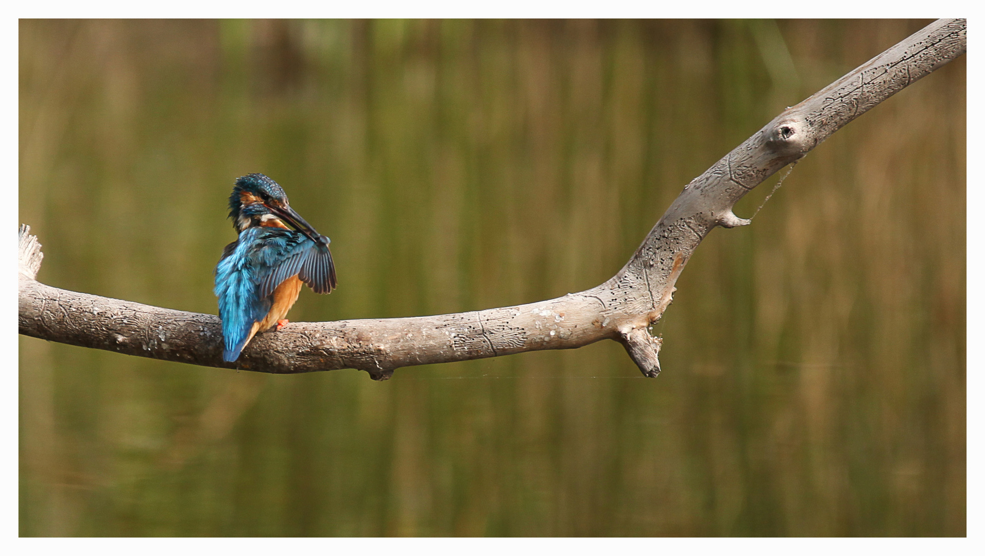 Eisvogel