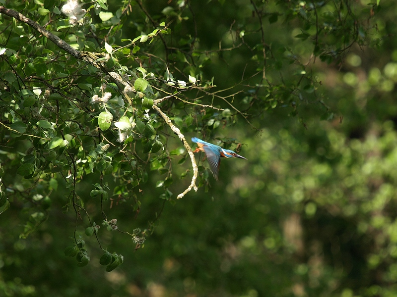 Eisvogel