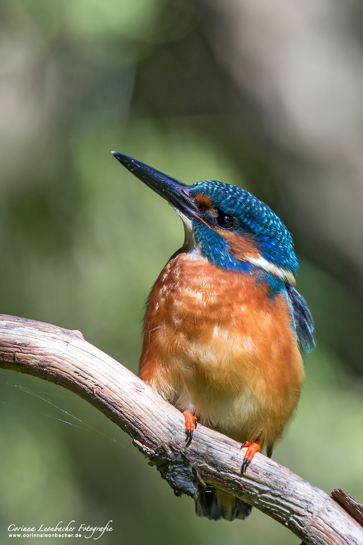 EISVOGEL