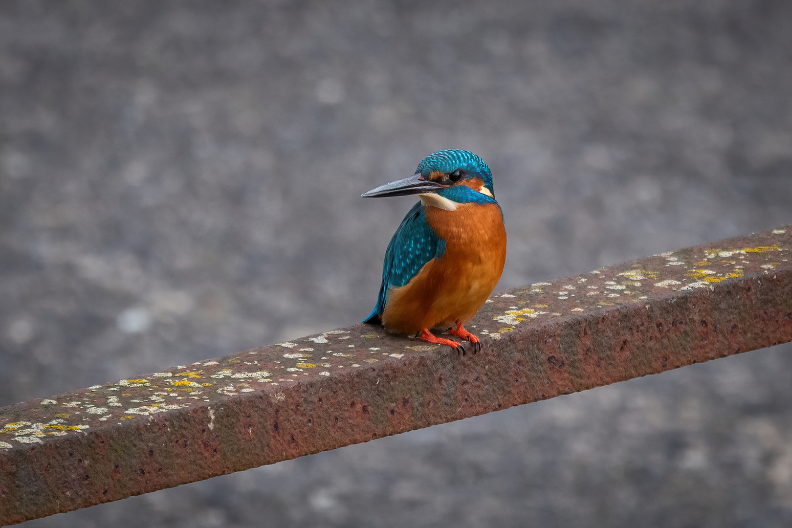 Eisvogel