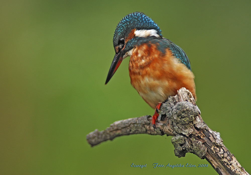 Eisvogel