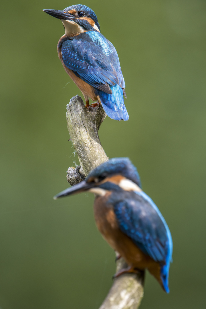 Eisvogel 