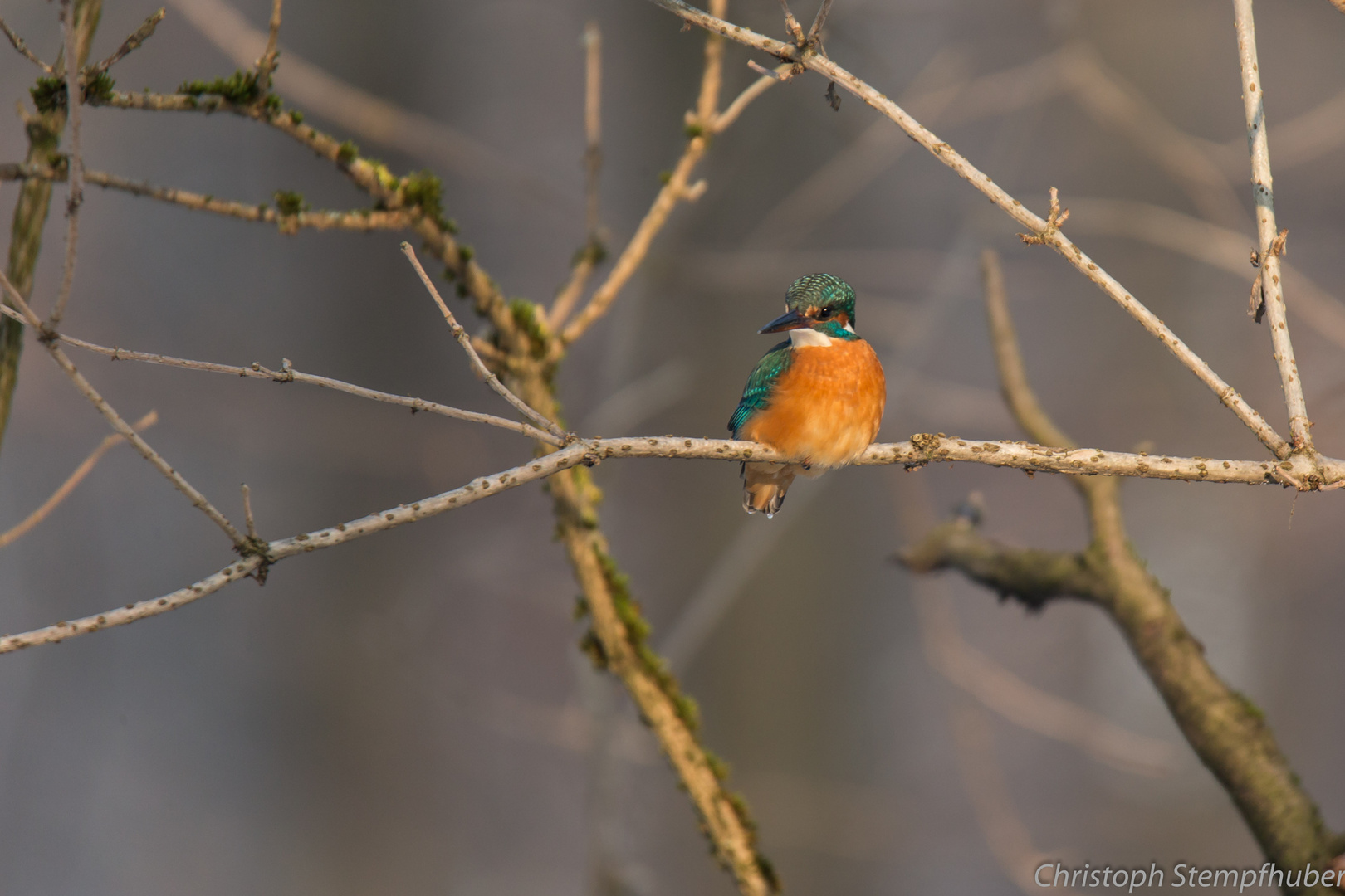 Eisvogel 