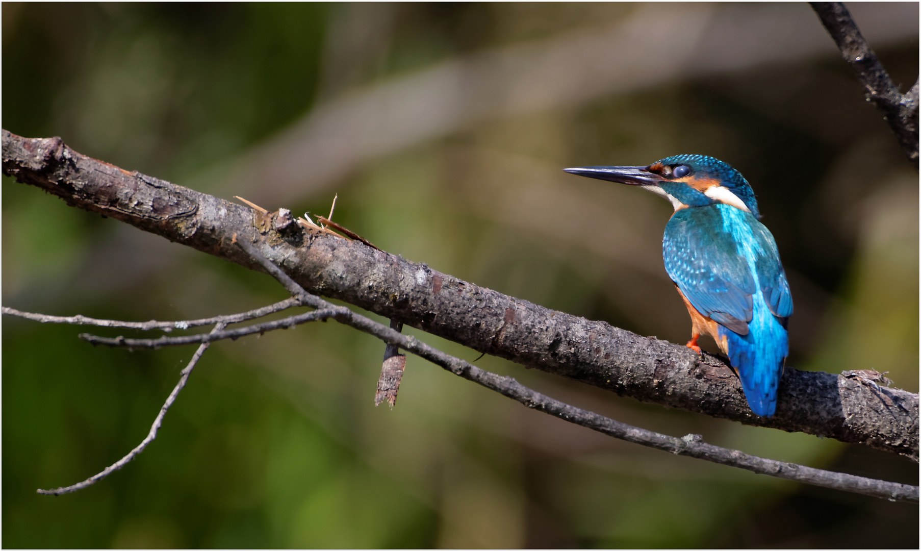 Eisvogel