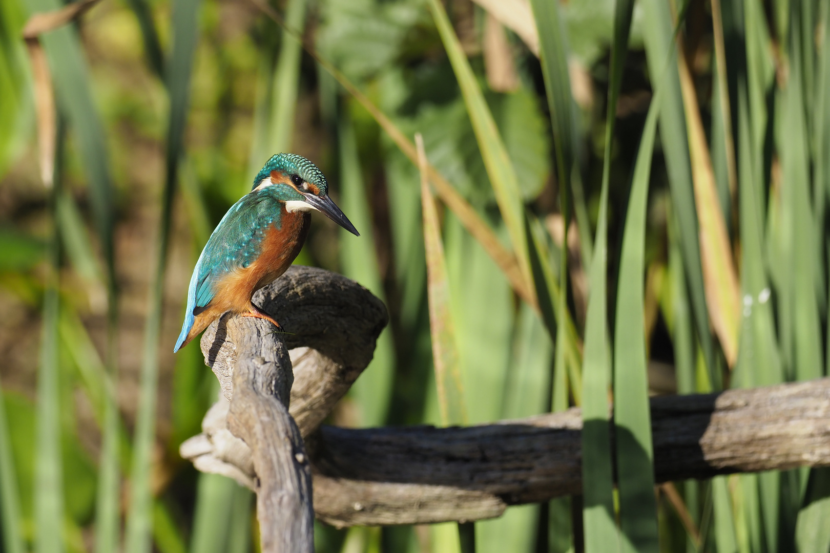 Eisvogel