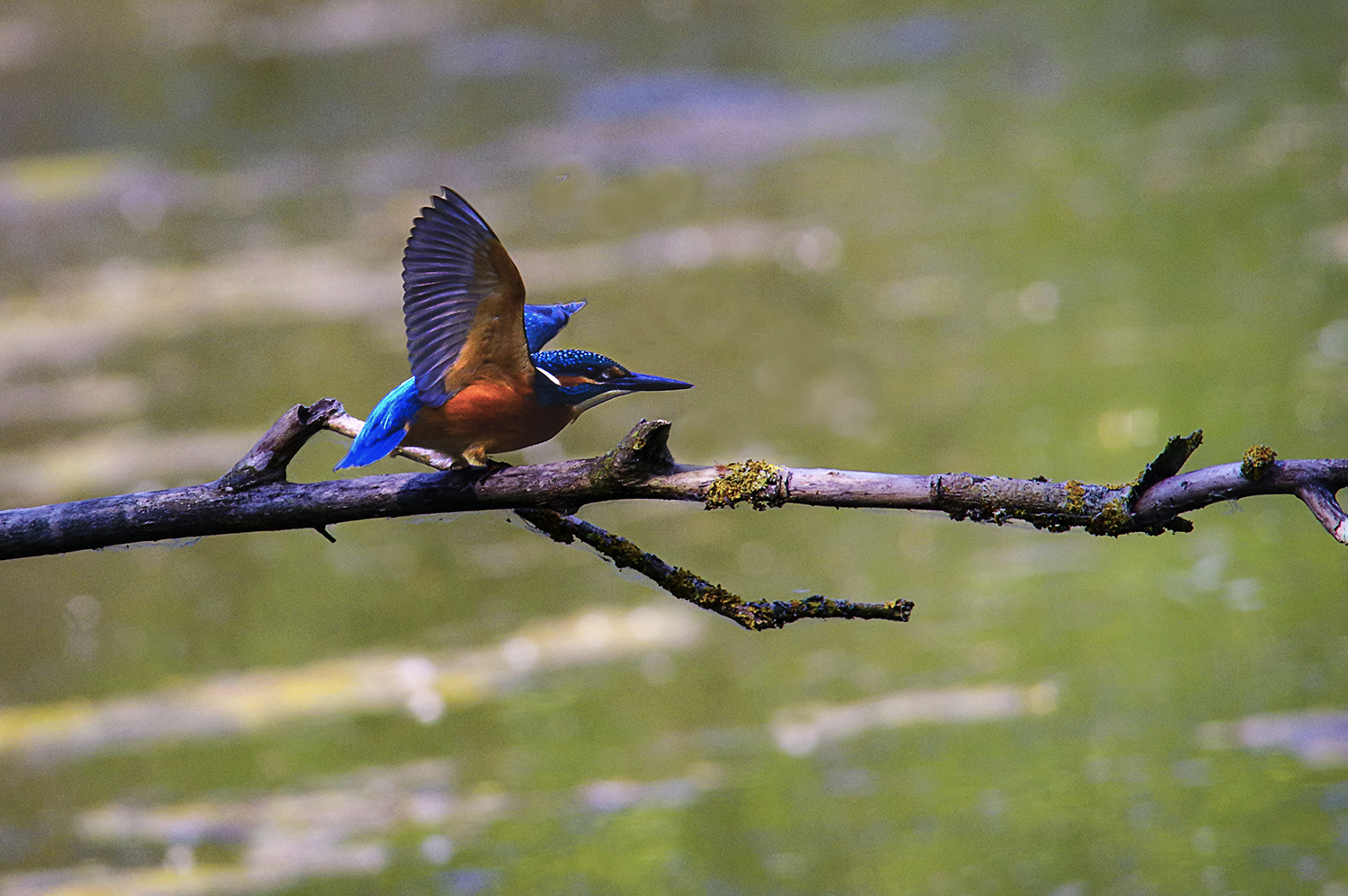 Eisvogel