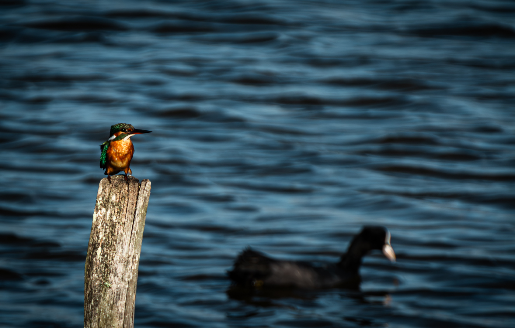 Eisvogel