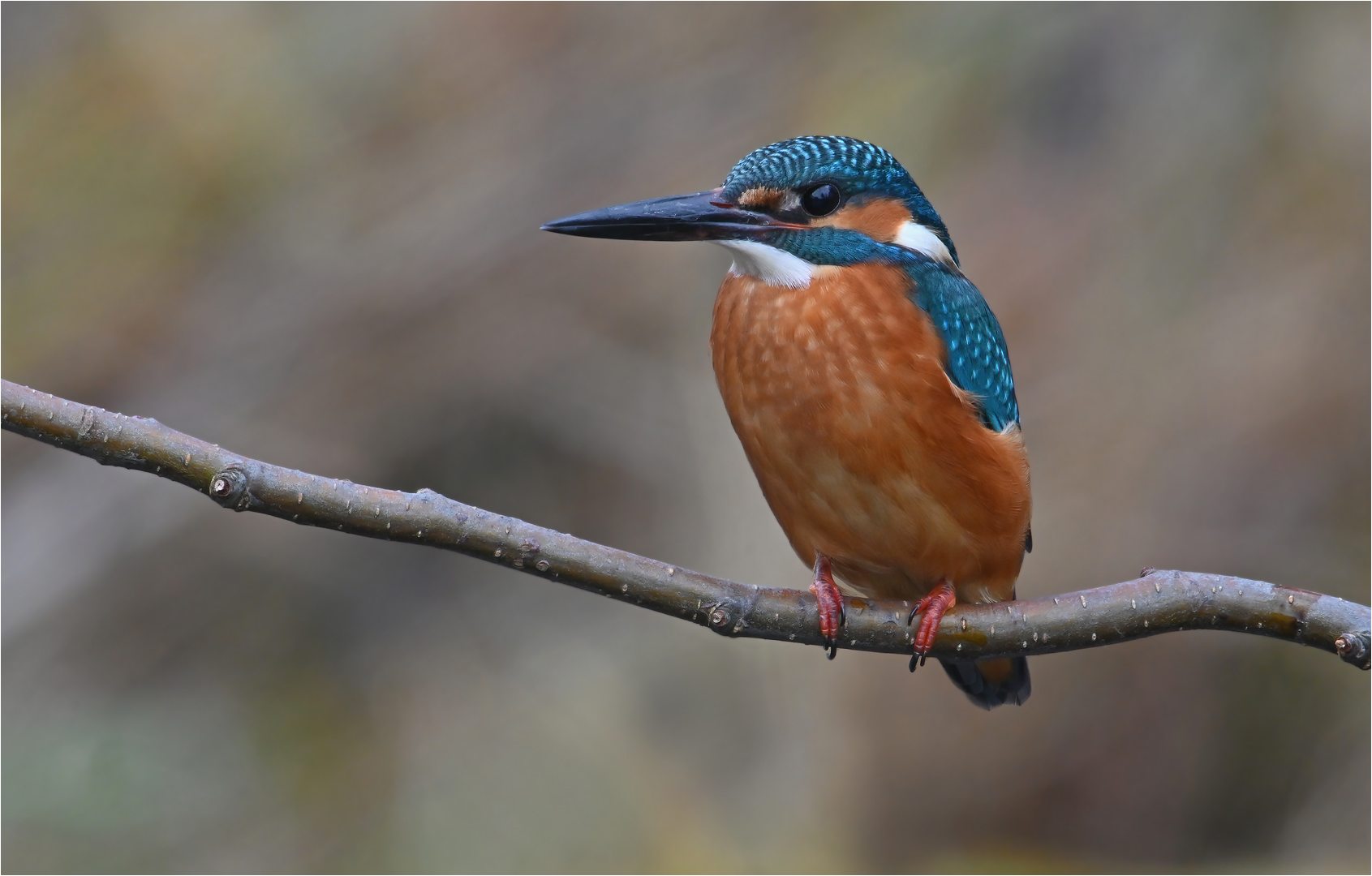 Eisvogel