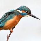 Eisvogel 