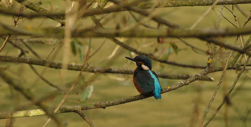 Eisvogel.,,,