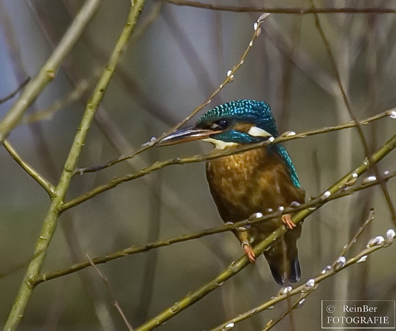 Eisvogel