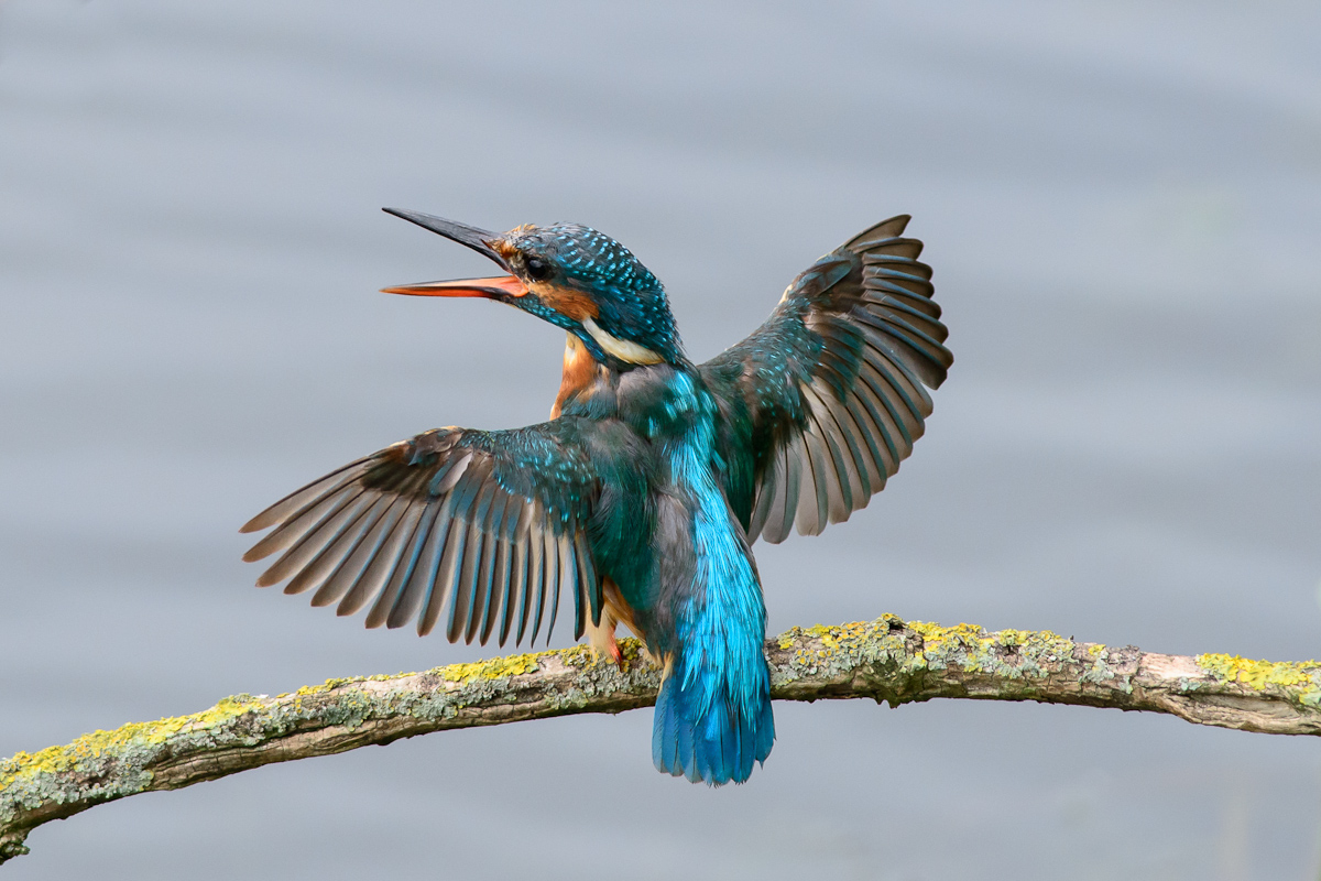 Eisvogel 