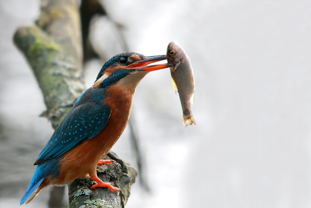 Eisvogel