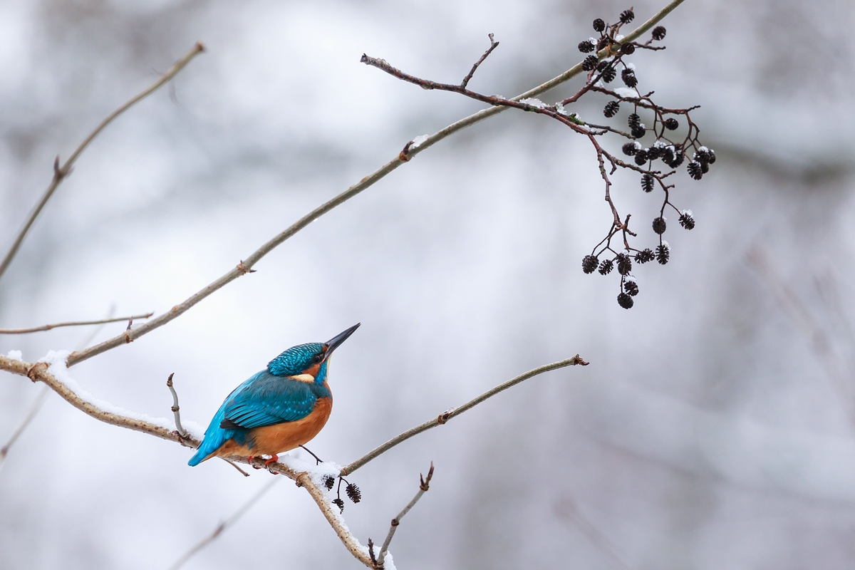 Eisvogel