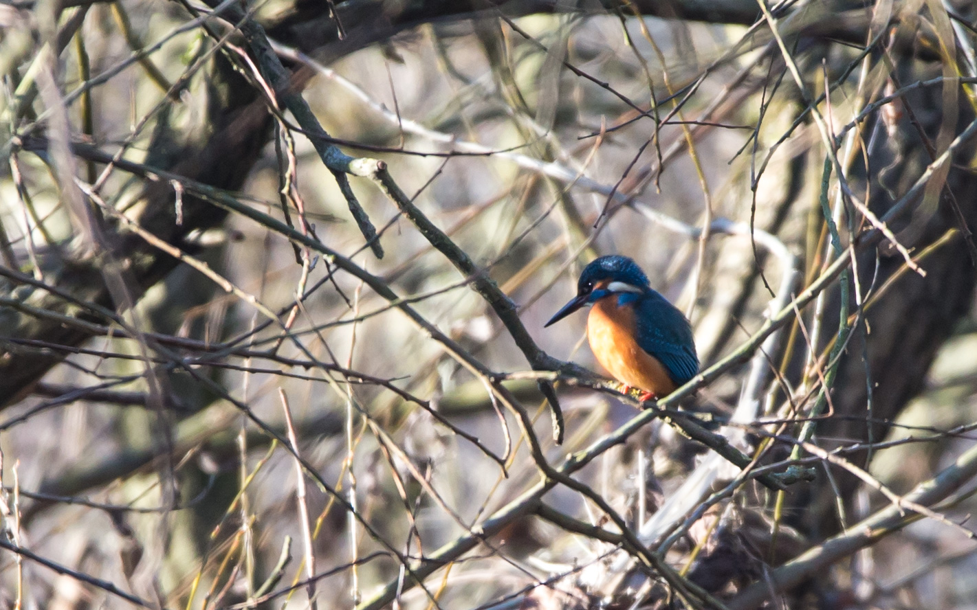 Eisvogel