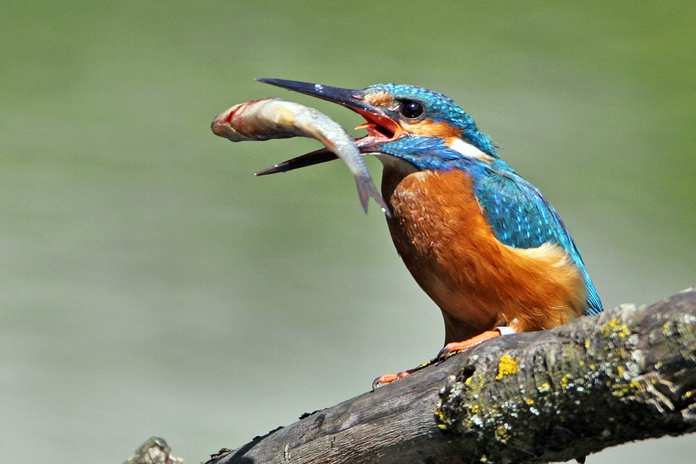 Eisvogel