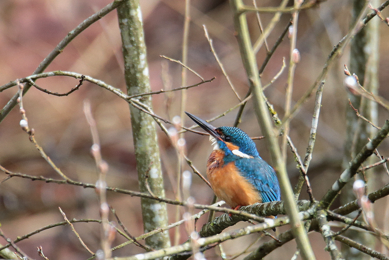 Eisvogel