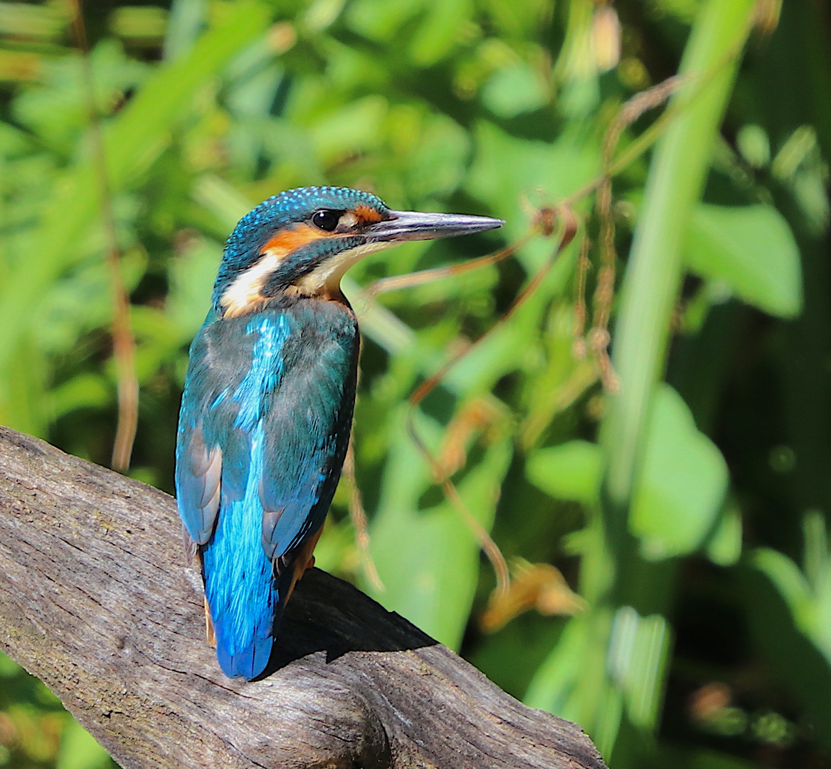 Eisvogel 