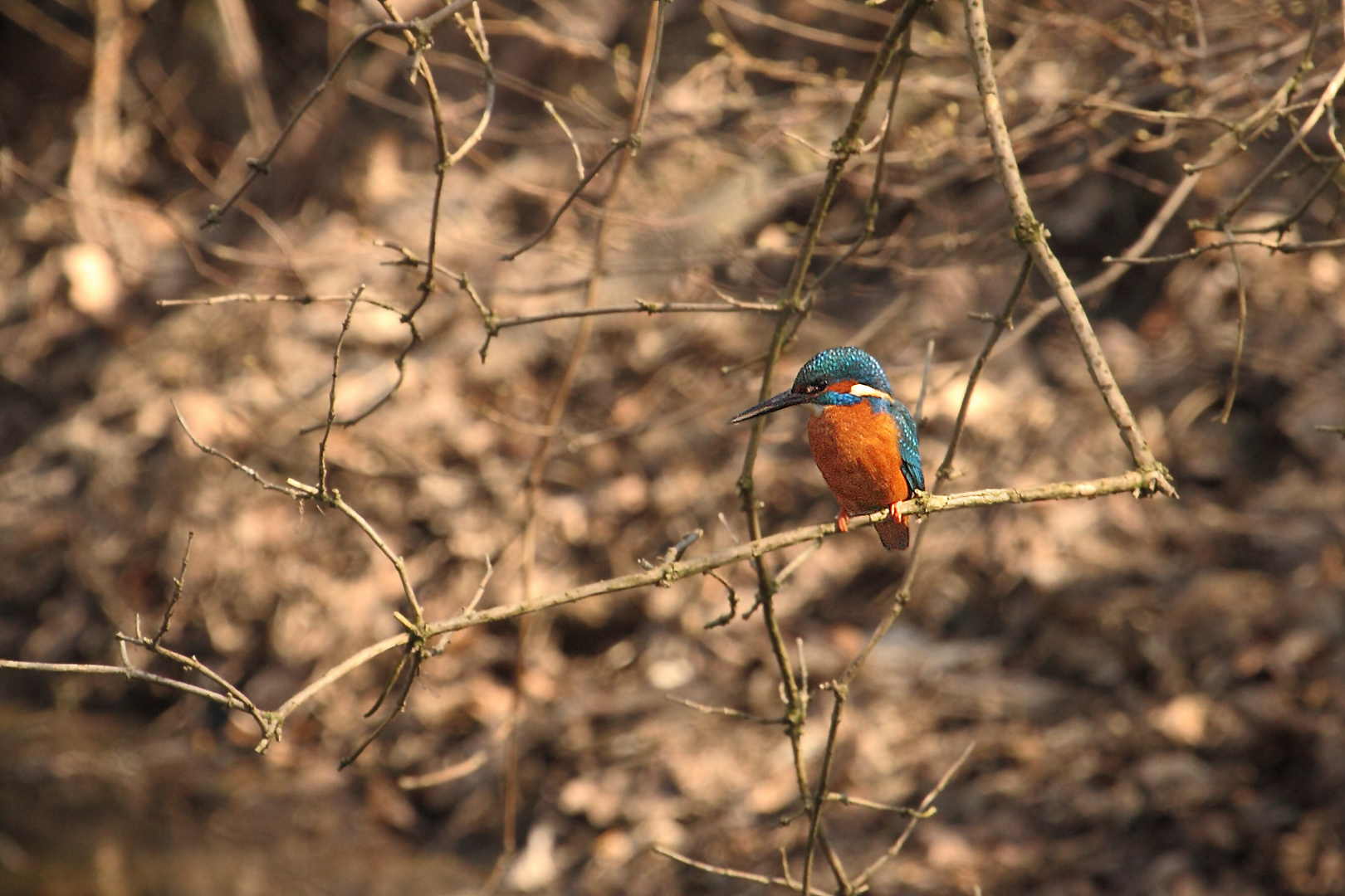 Eisvogel