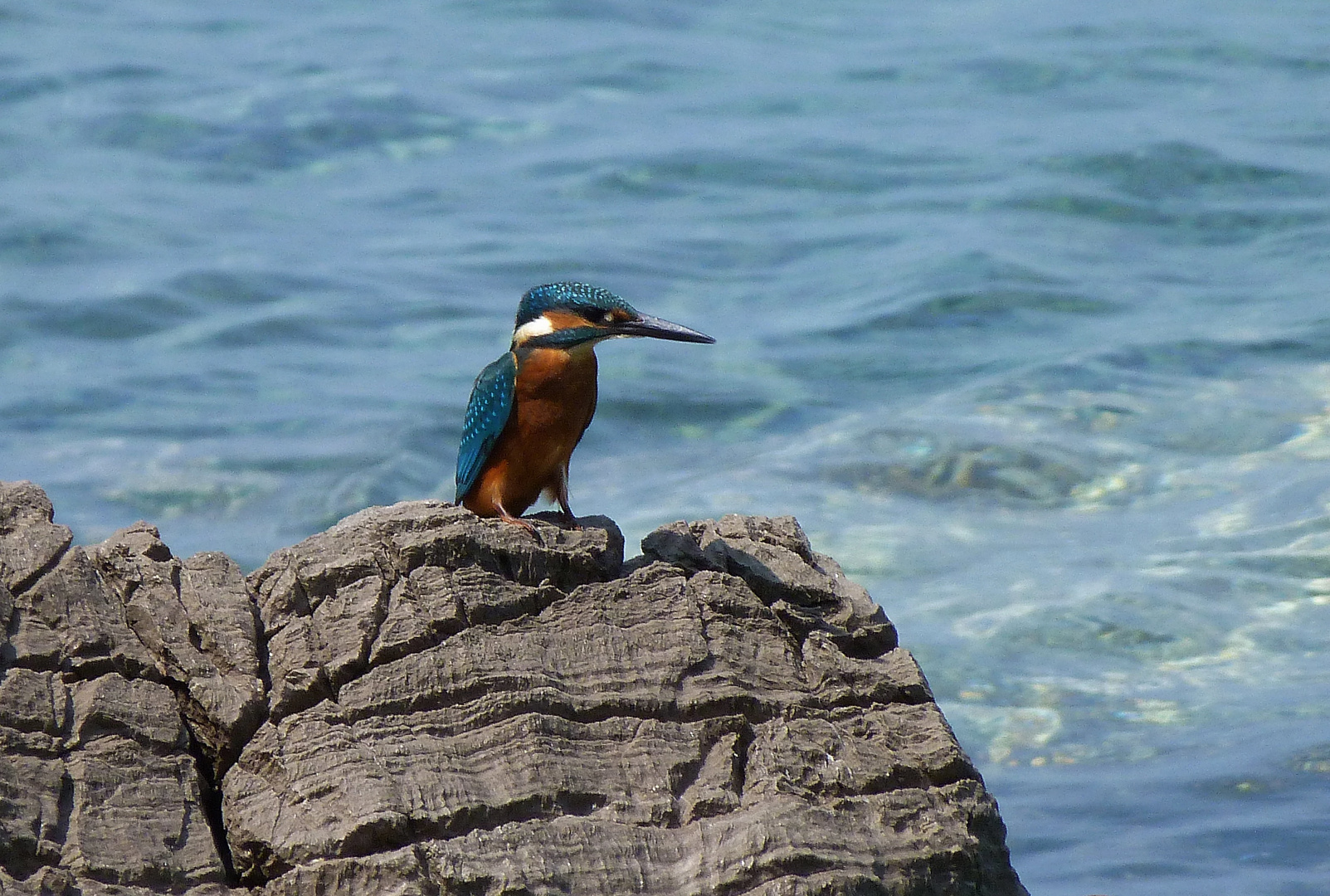 Eisvogel