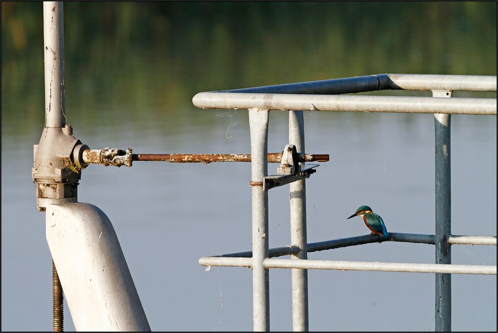 Eisvogel