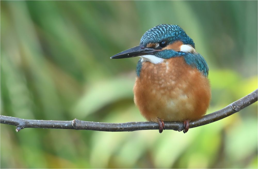 Eisvogel