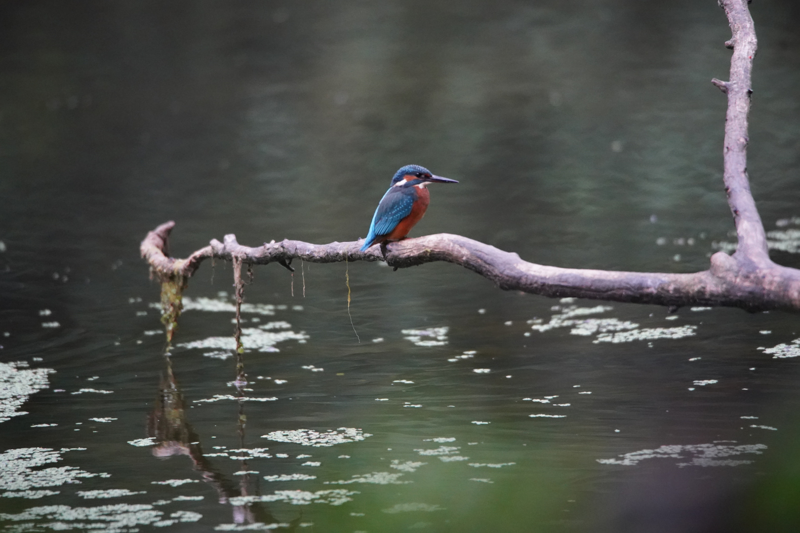 Eisvogel