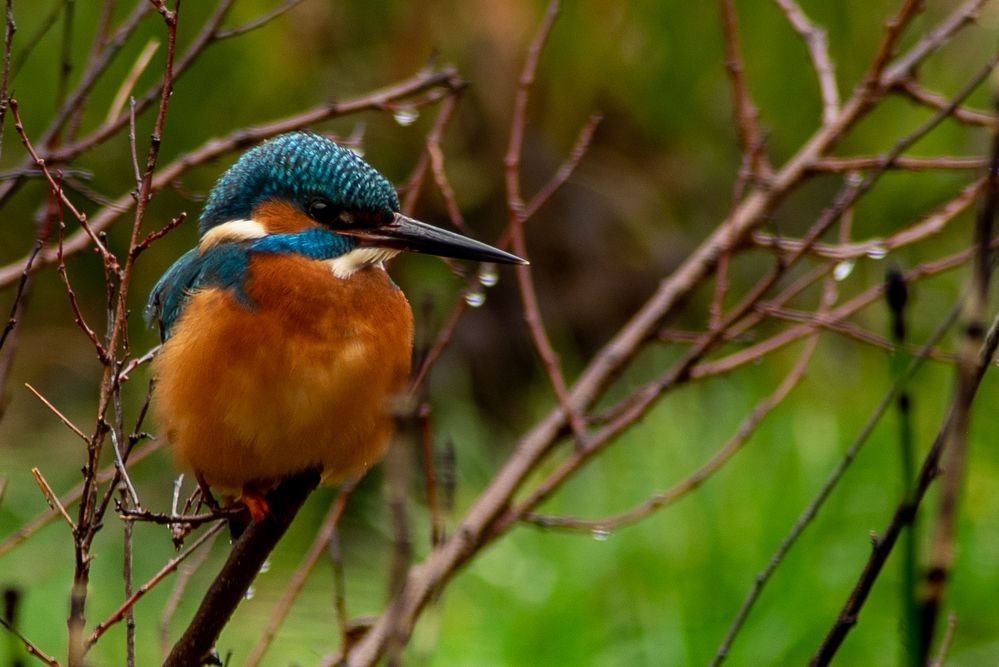 Eisvogel 