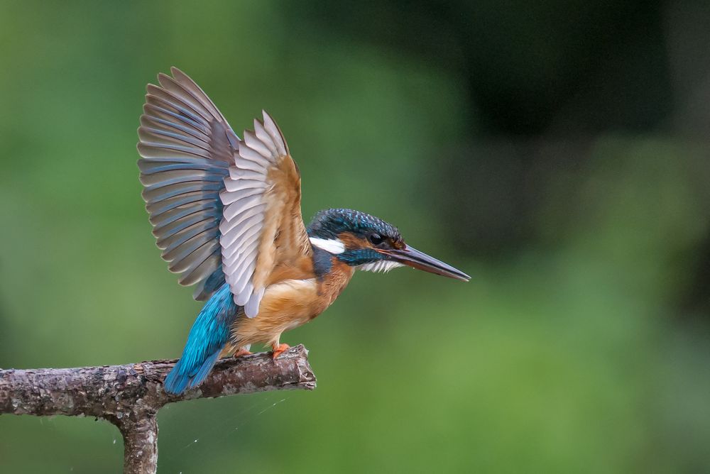 Eisvogel 29.07.2015