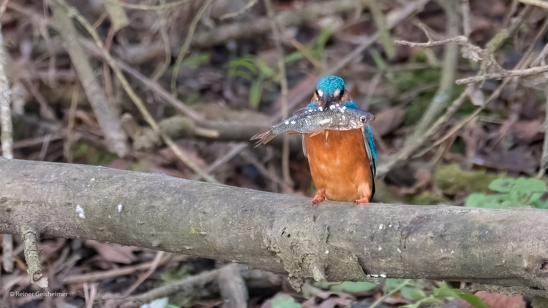 Eisvogel