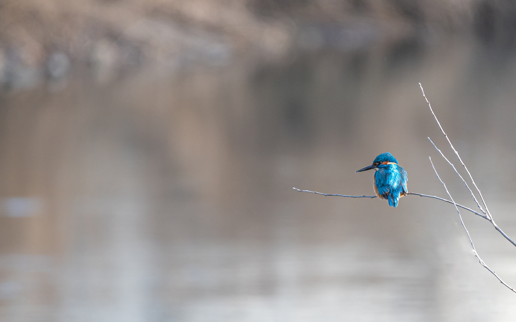 Eisvogel