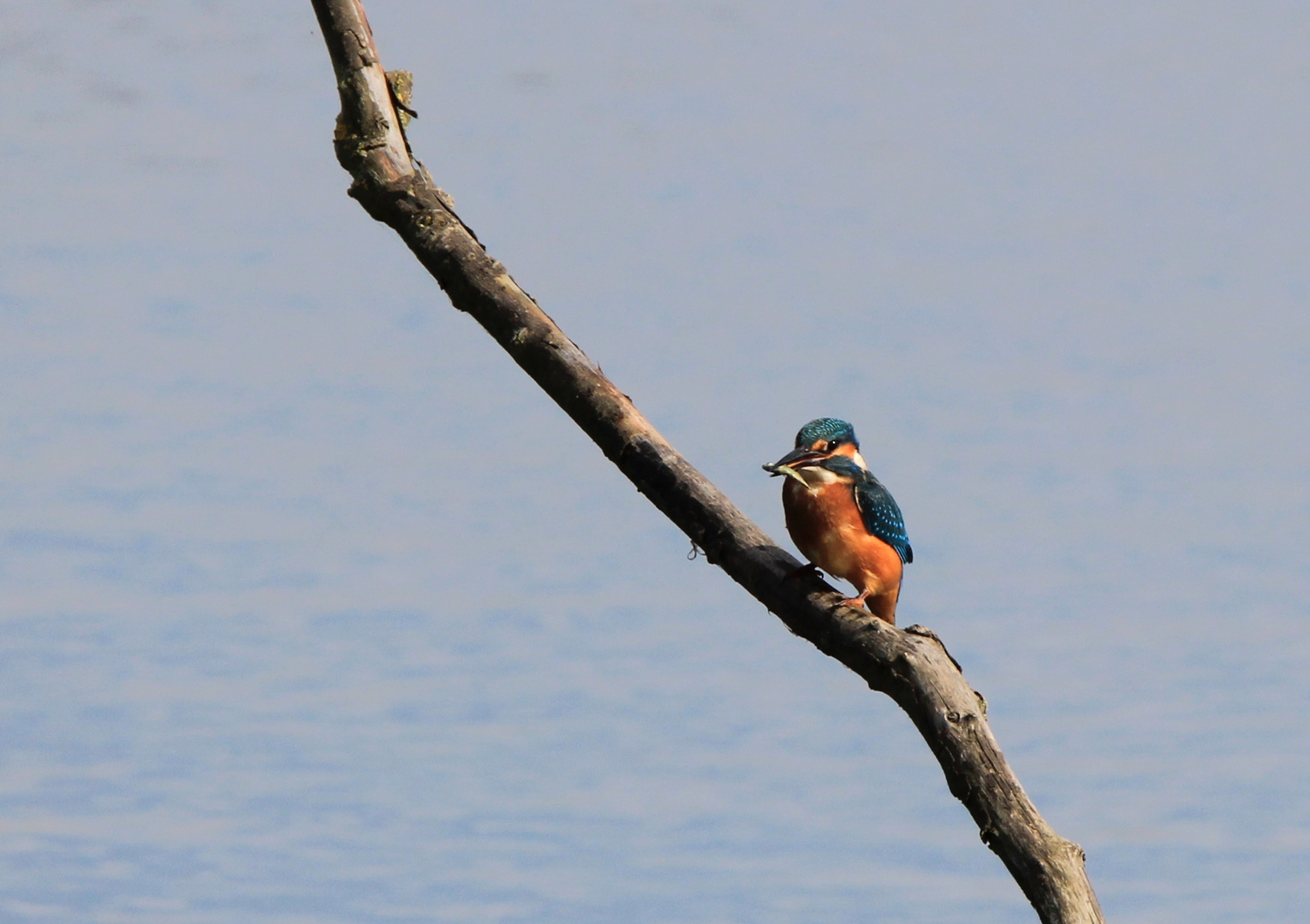 Eisvogel