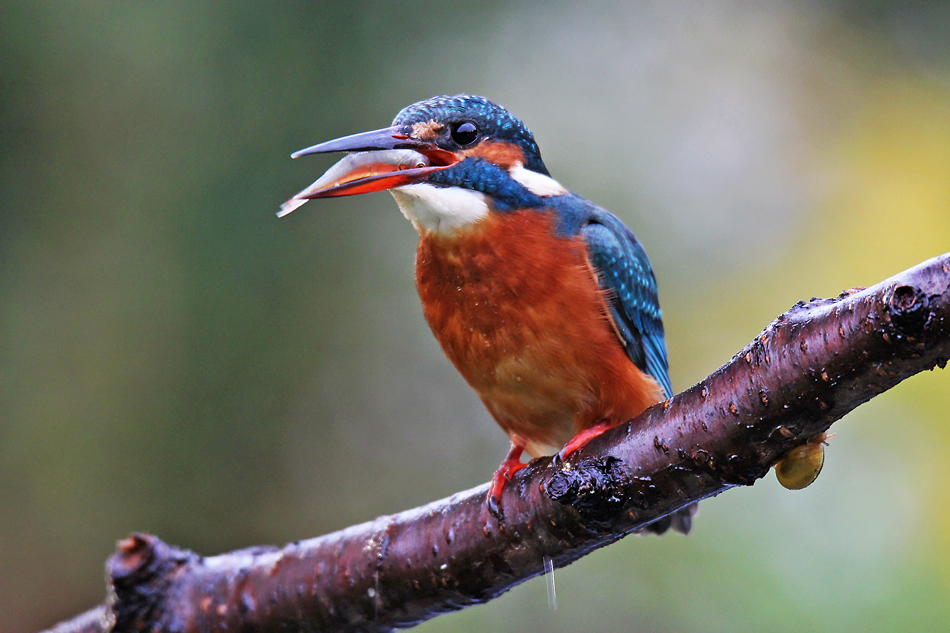 Eisvogel 