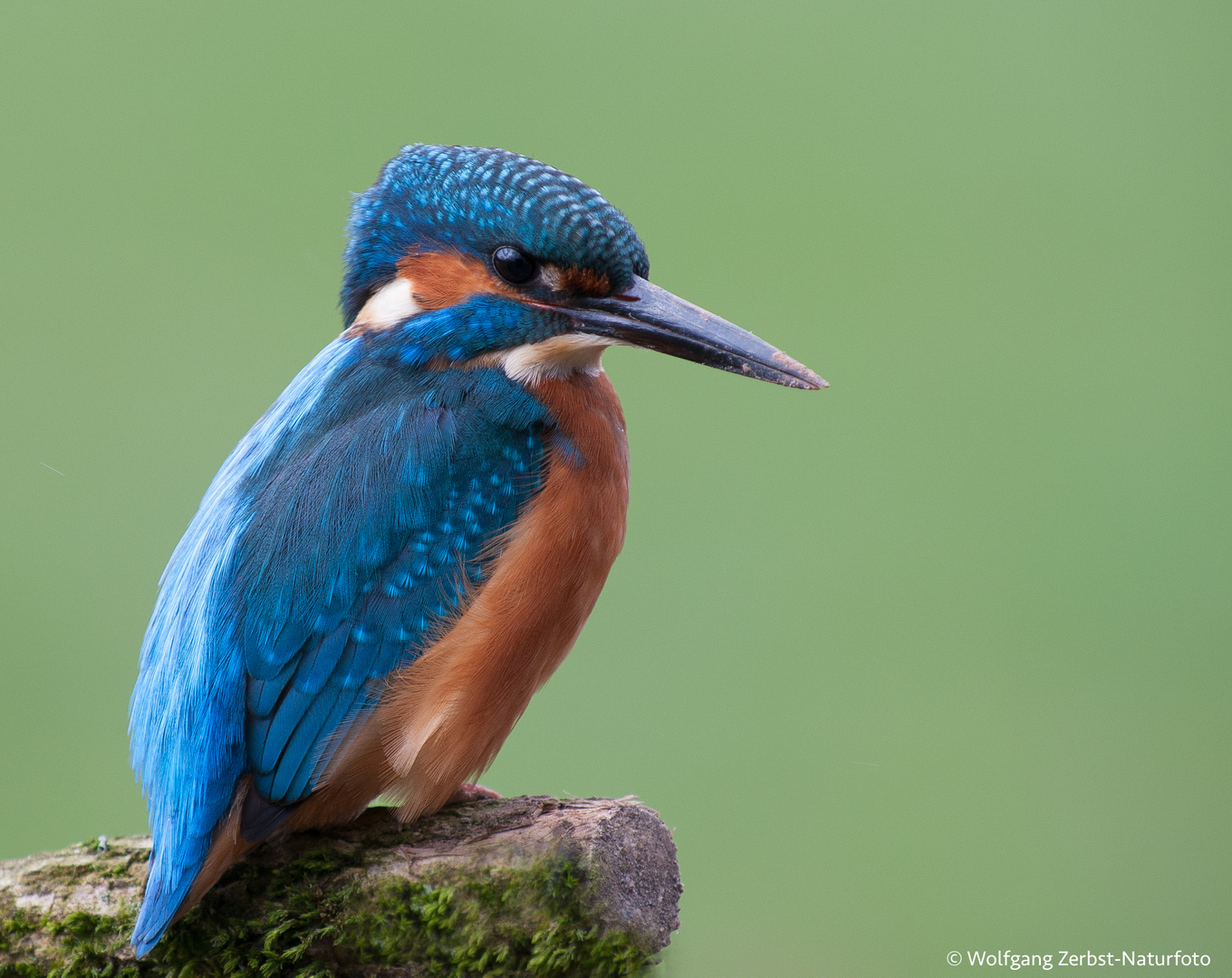 --- Eisvogel ---