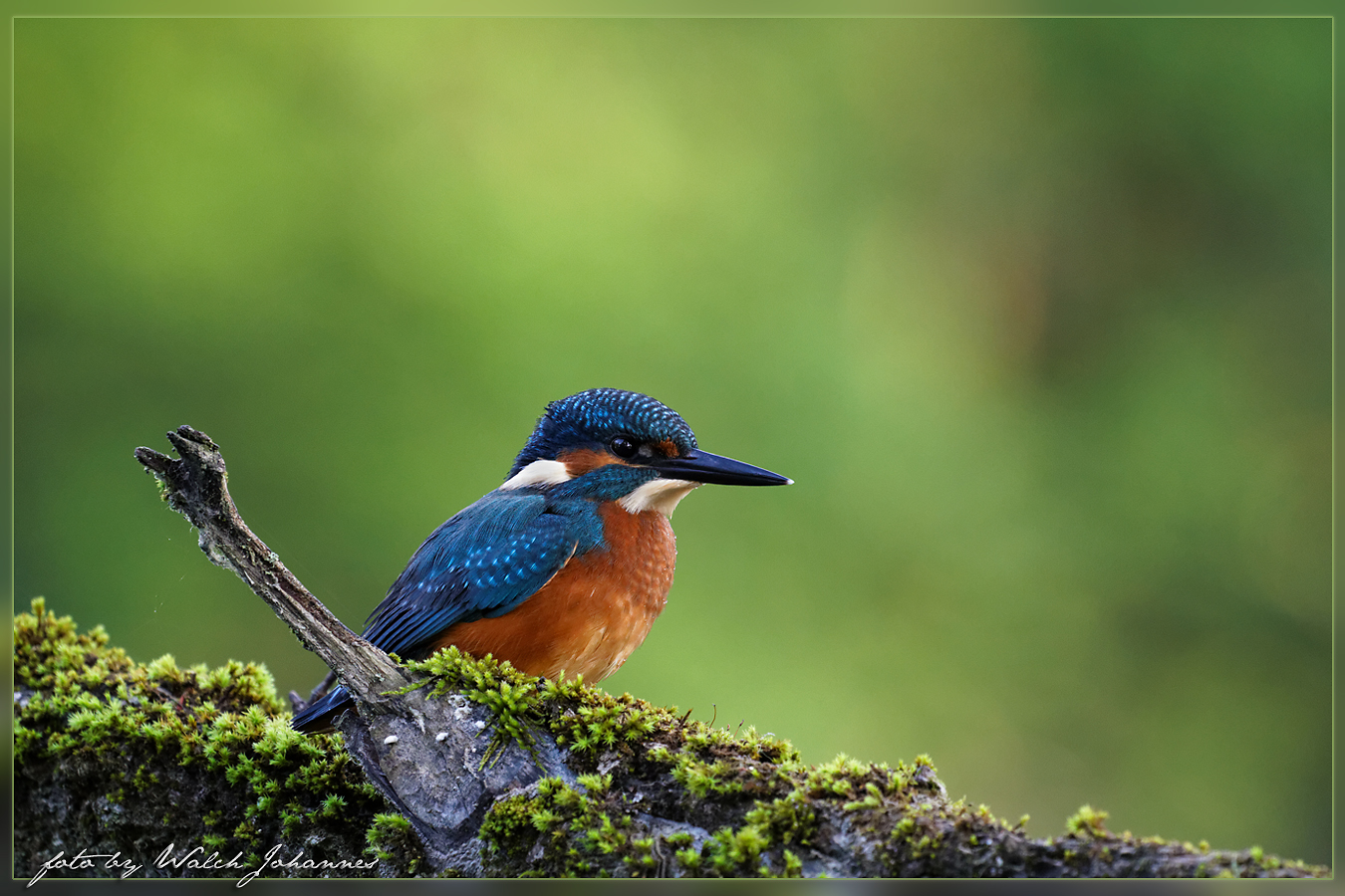 Eisvogel