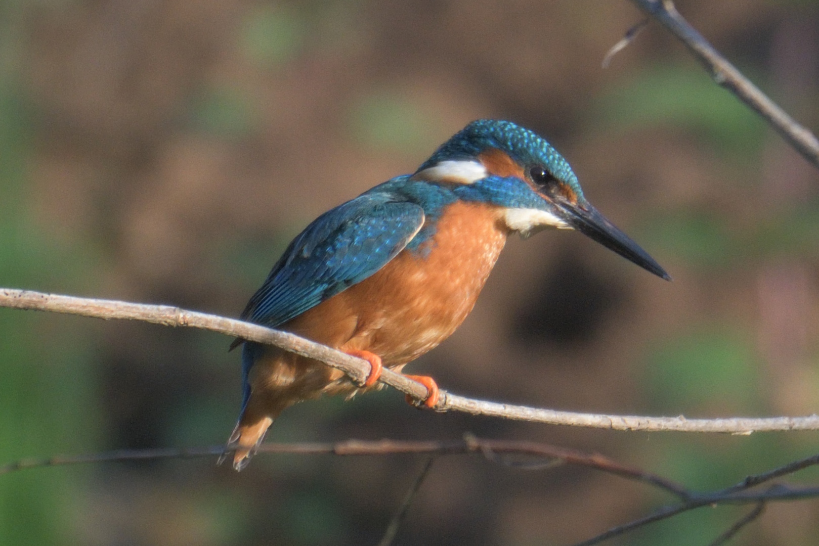 Eisvogel