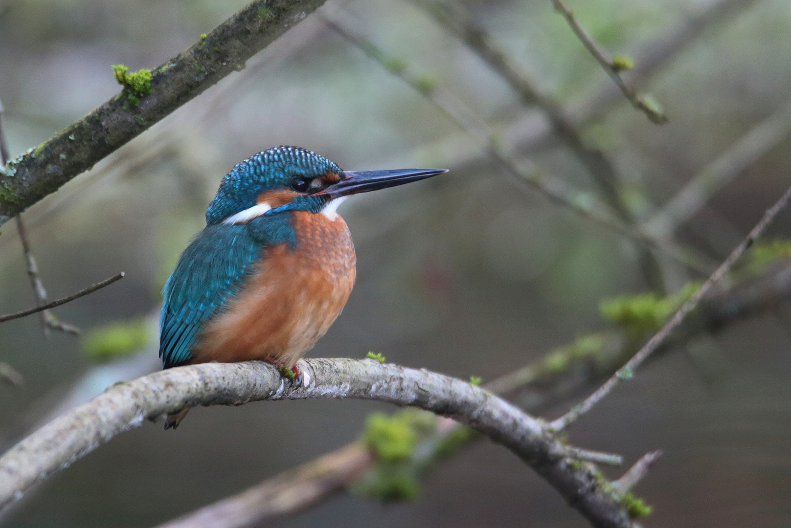 Eisvogel