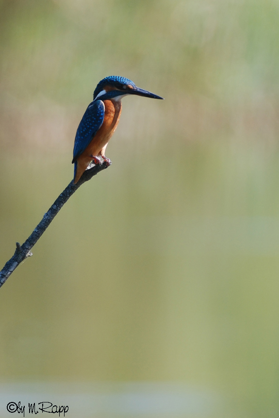 Eisvogel