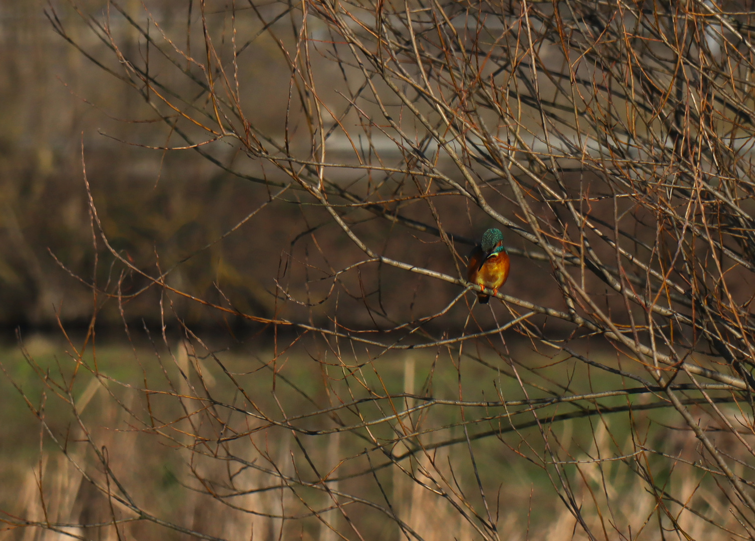 Eisvogel