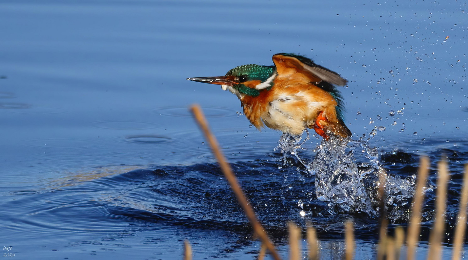 * Eisvogel *