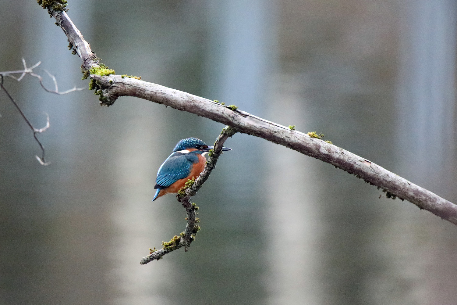 Eisvogel