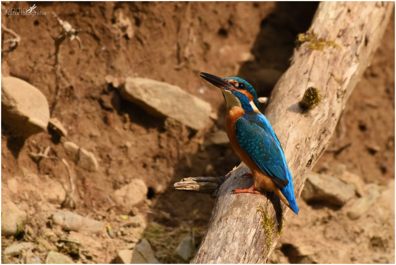 Eisvogel