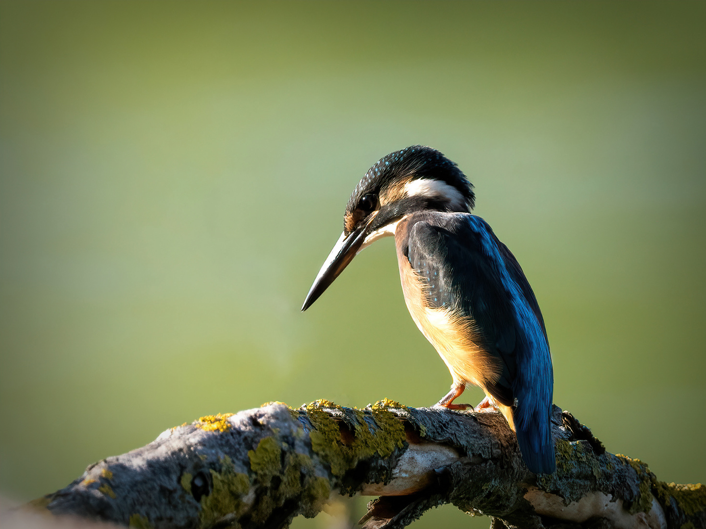 Eisvogel