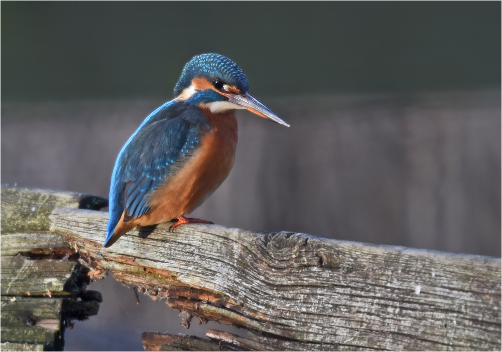 Eisvogel