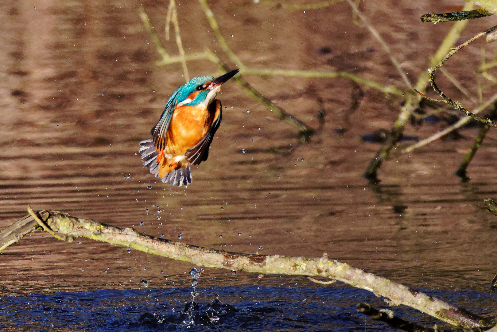 Eisvogel