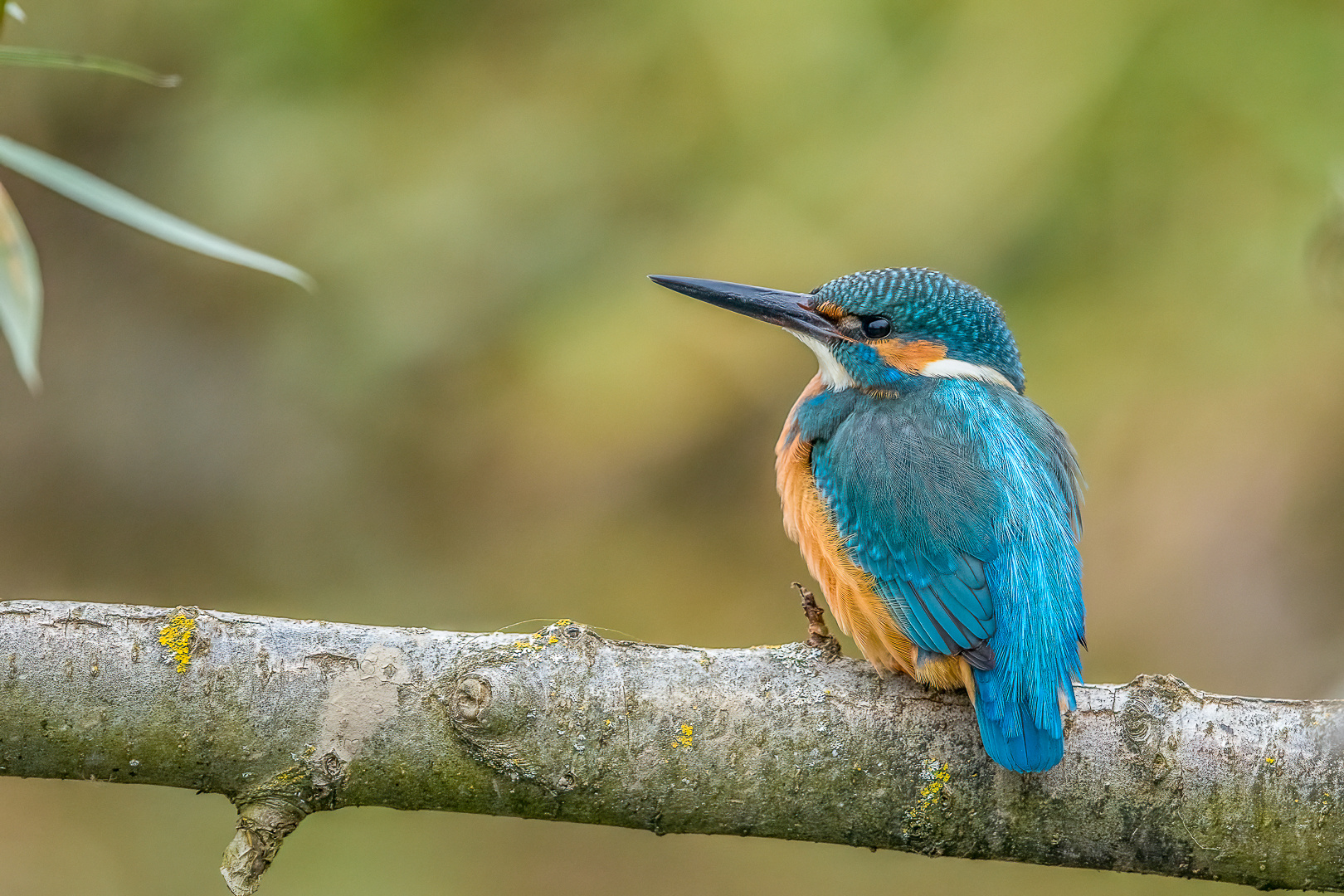 Eisvogel