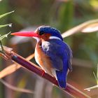 Eisvogel