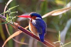 Eisvogel